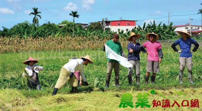 開出驚喜花朵的花園 倆佰甲