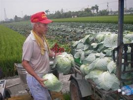 蔬菜供應量略增 漲價危機暫化解