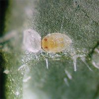 銀葉粉蝨在蔬菜上之發生與防治