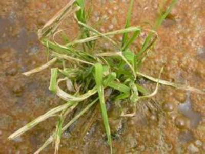 預防重於治療　台南農改場籲注意水稻縱捲葉蟲