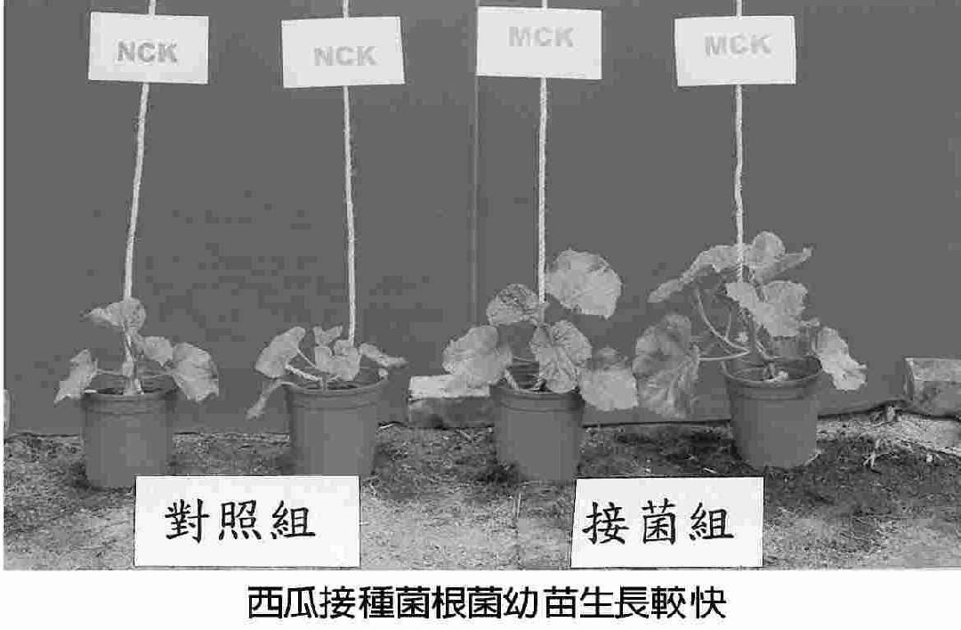 豐年--叢枝內生菌根菌促進多種蔬果生長並增加產量