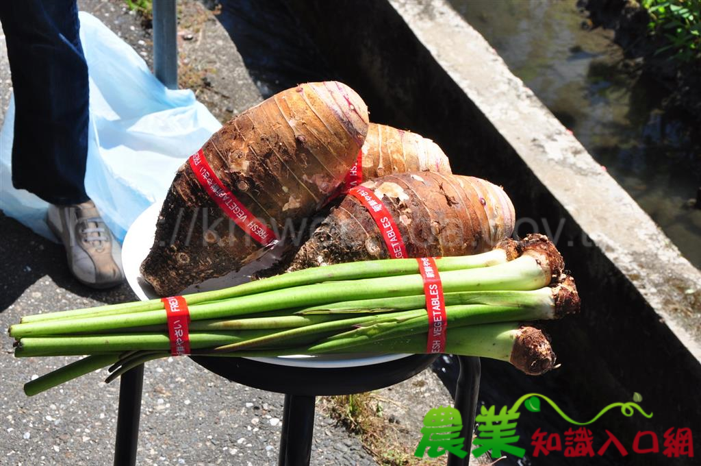 高畦栽培，員山芋頭大又好吃