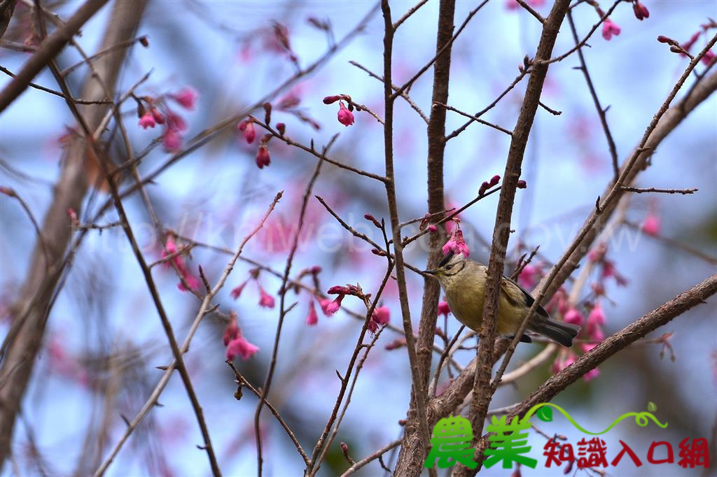 大雪山免費遊園車開駛 輕鬆賞櫻趣