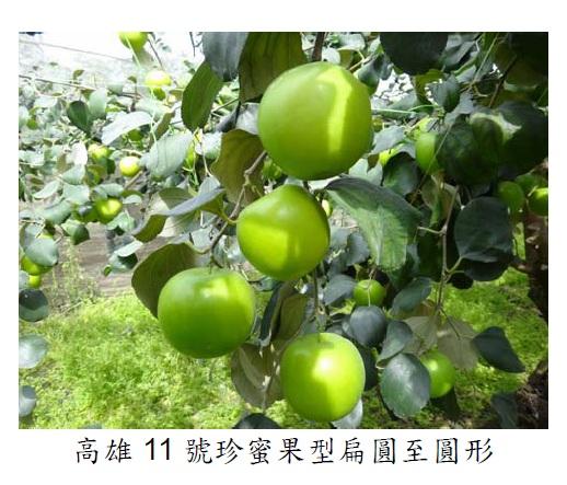 品嘗爆漿蜜棗-「高雄11號-珍蜜」正對時