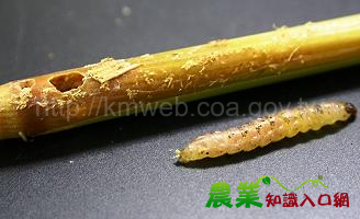 分蘗至孕穗期 臺南農改場籲注意水稻螟蟲防治