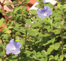 藍星花 一閃一閃亮晶晶