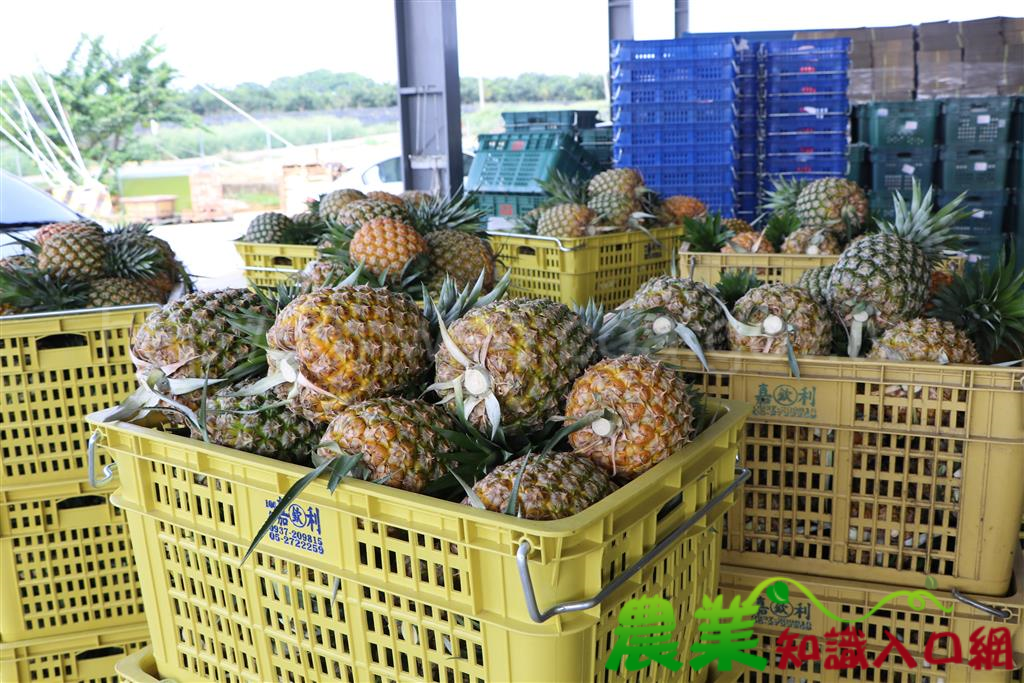 夏季水果選擇多　香蕉搭配鳳梨打果汁食用變化多更多