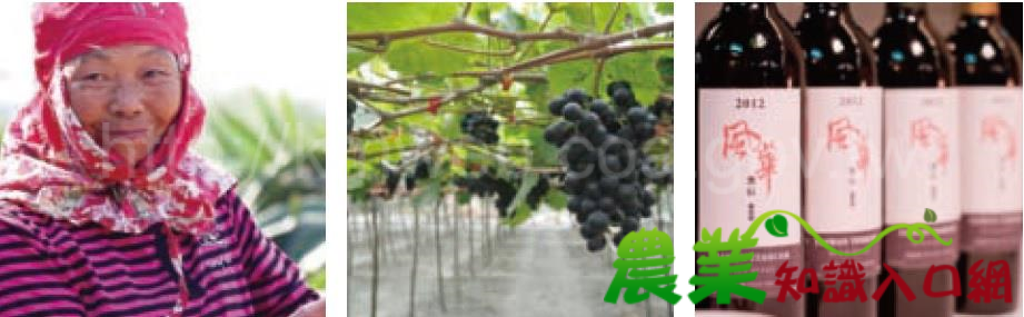 黑后風華試飲筆記