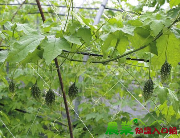 苦瓜新品種「花蓮4號」
