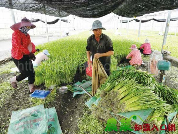 空心菜設施栽培合理化施肥