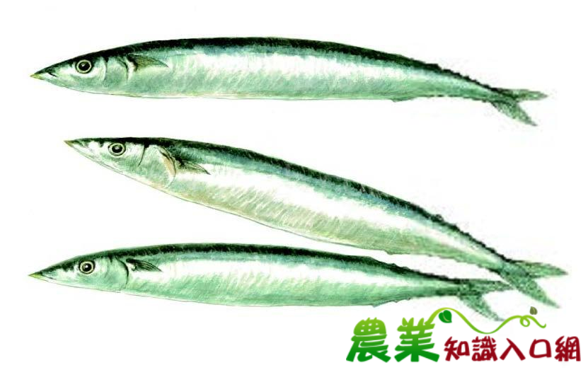 食材你好－秋刀魚