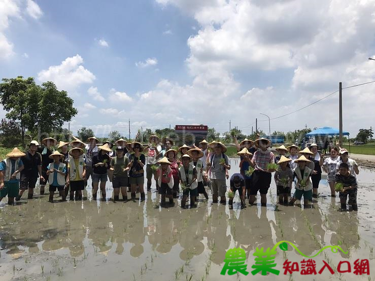 炎炎夏日企業幹部拋開冷氣下田插秧 樂玩24節氣桌遊團康體驗食農教育