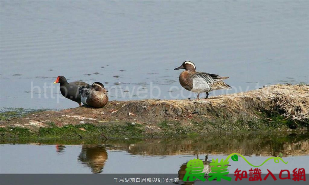 冷氣團又報到 鰲鼓觀鳥要趁早