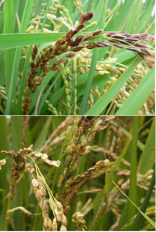 吊狗～穗頸稻熱病造成零星稻田稻穗白化不稔