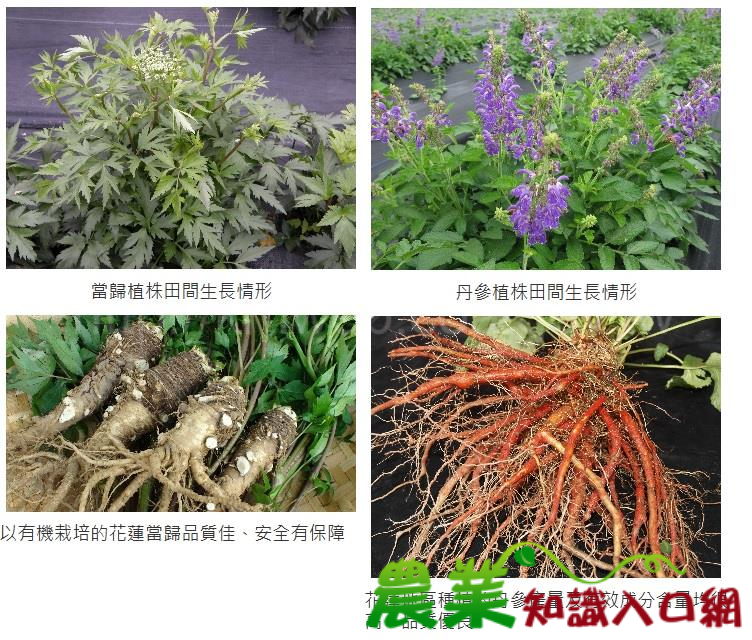 當歸、丹參產業六級化，打造中草藥發展新契機