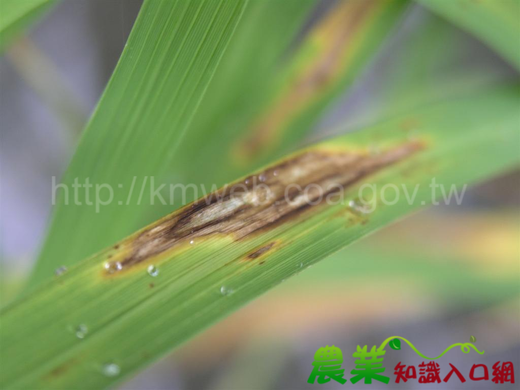 天氣多濕溫差大，籲請農友慎防水稻葉稻熱病