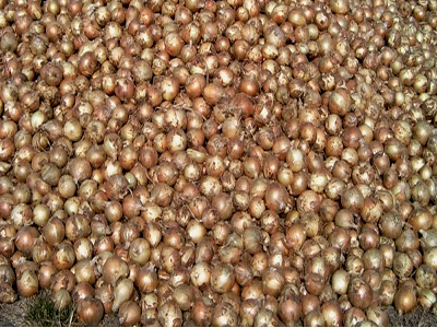 契作洋蔥納入輪作獎勵穩定洋蔥產銷