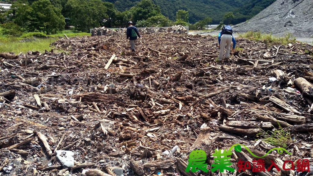 霧社水庫漂流木開放南投縣仁愛鄉民眾撿拾