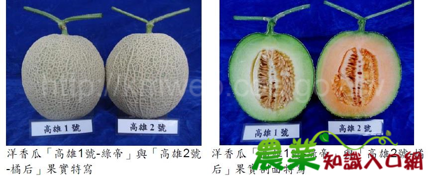 美麗的貴族，洋香瓜高雄1 號-綠帝、高雄2 號-橘后新品種記者會