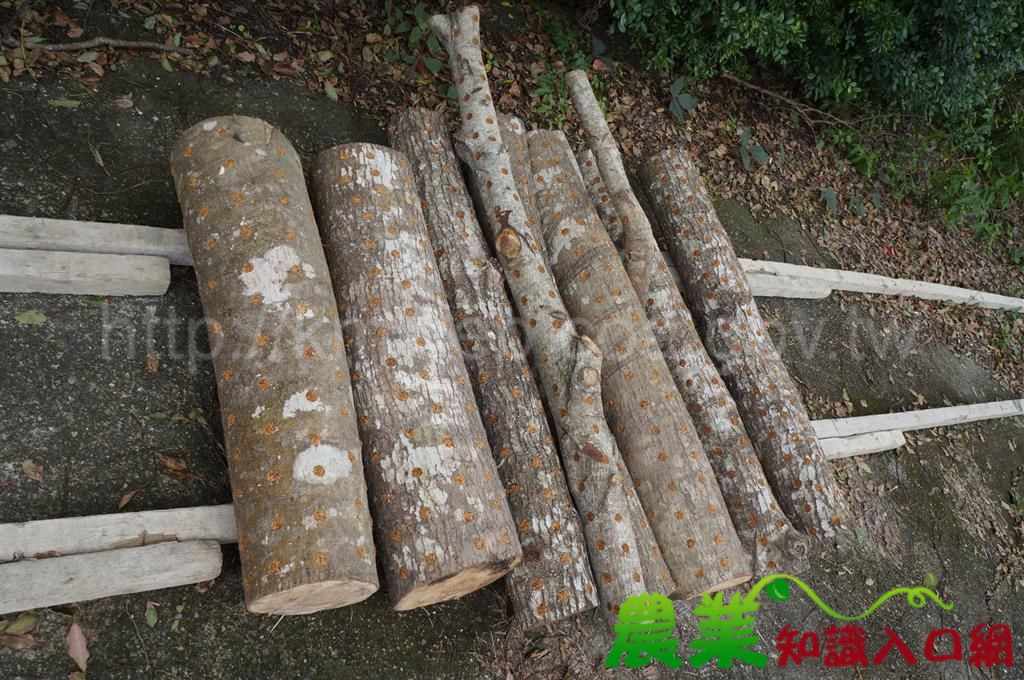 林下經濟發展 水璉林業合作社著手進行段木香菇植菌作業