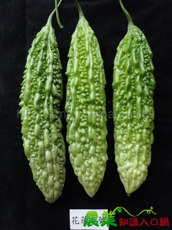 很適合鮮食的花蓮特產-苦瓜‘花蓮6號’生產示範觀摩會