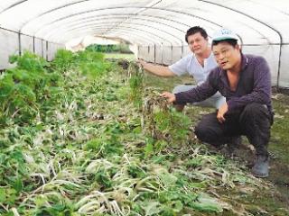 豪雨「泡」菜4000萬 庫存快沒了