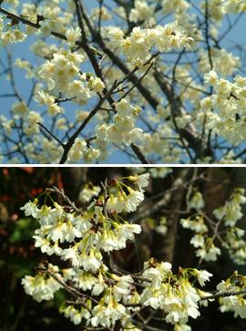 發現新花色台灣山櫻