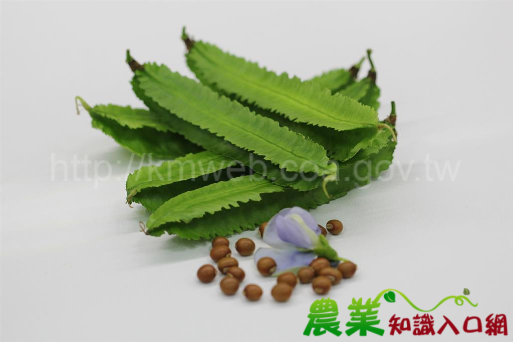 長翅膀的豆子! 翼豆新品種「臺東1號-青翠」上市囉~