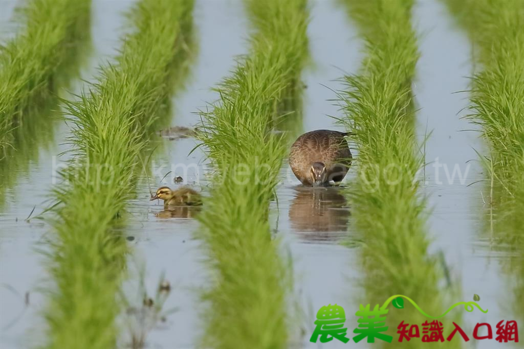 水田學堂上課囉！一起到新南挲草學保育