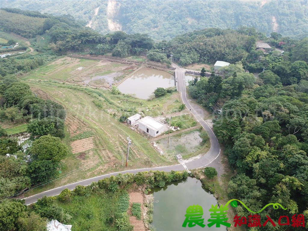 羅東處里山出任務-阿里磅紅茶護赤蛙