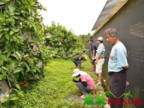 蓮霧果園變花園 務農也可以很優雅