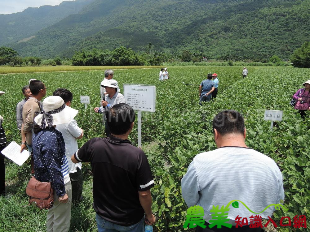 活化休耕地　種植有機大豆正夯