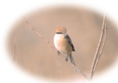 終結惡性循環．回歸善念本質—讓放生更有深度