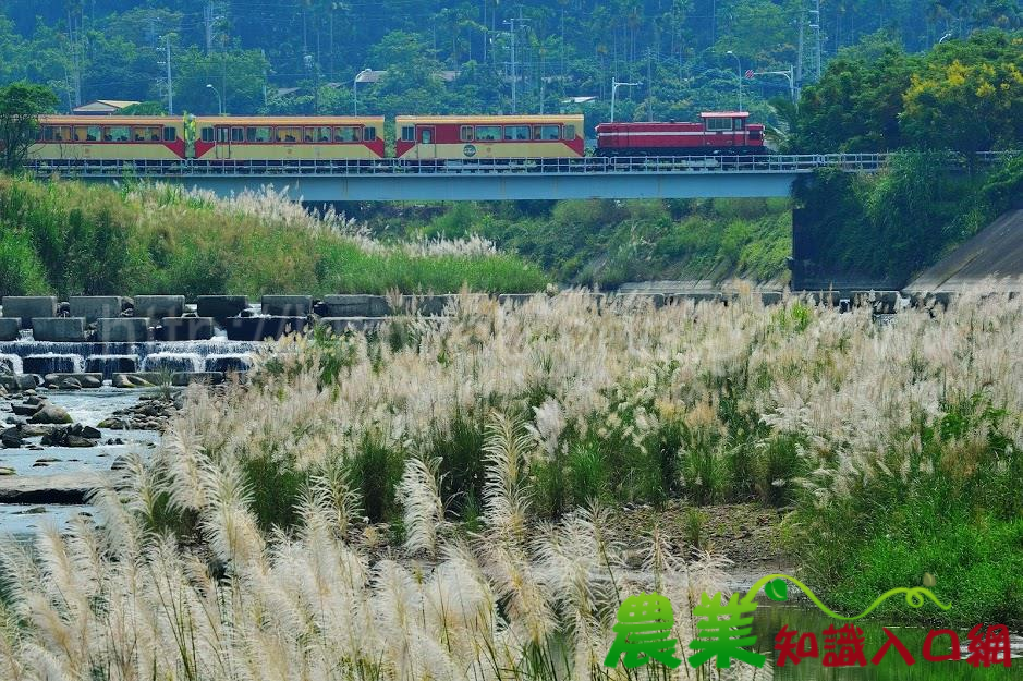 林鐵主題列車《洋溢。崎步走》 旅讀林業底蘊風華