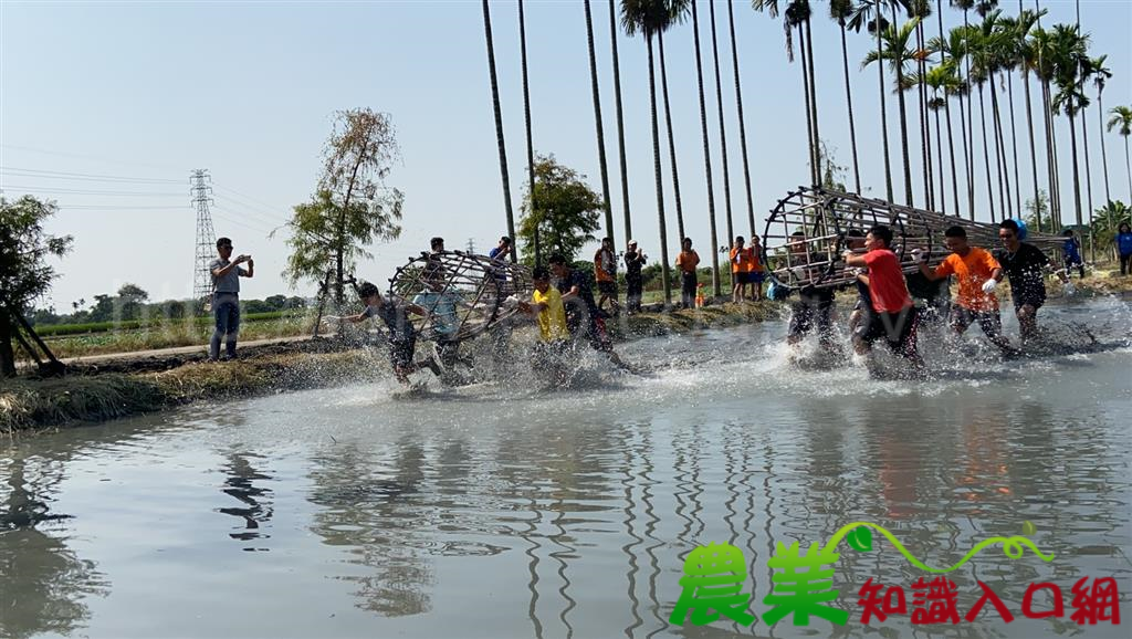 濁溪搶水文化節 赤腳跑水田接地氣