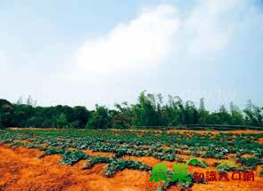 平民美食躍身國宴「黃金」