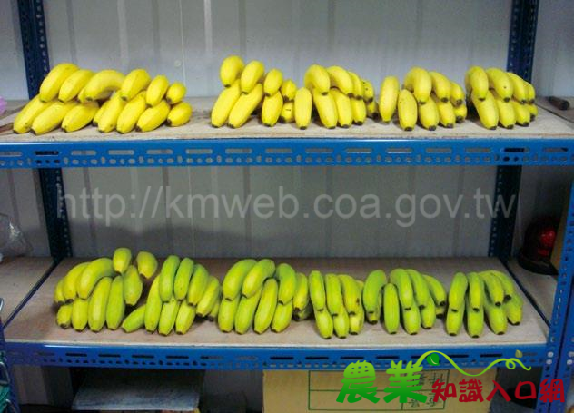 從香蕉看採後處理的重要性