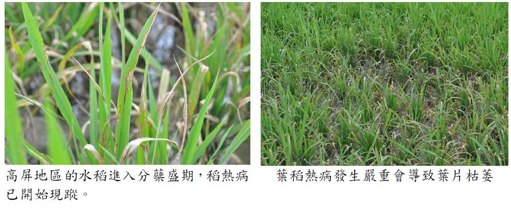 水稻葉稻熱病蠢蠢欲動，高雄場籲請農友及早防範