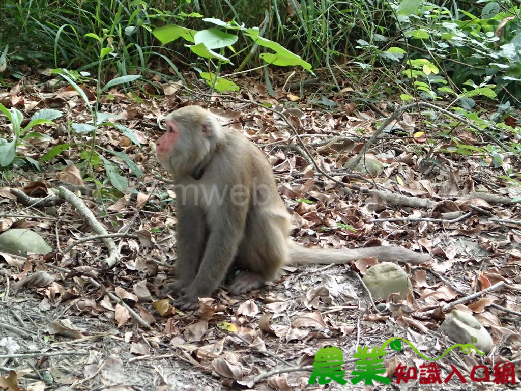 台灣獼猴大追蹤