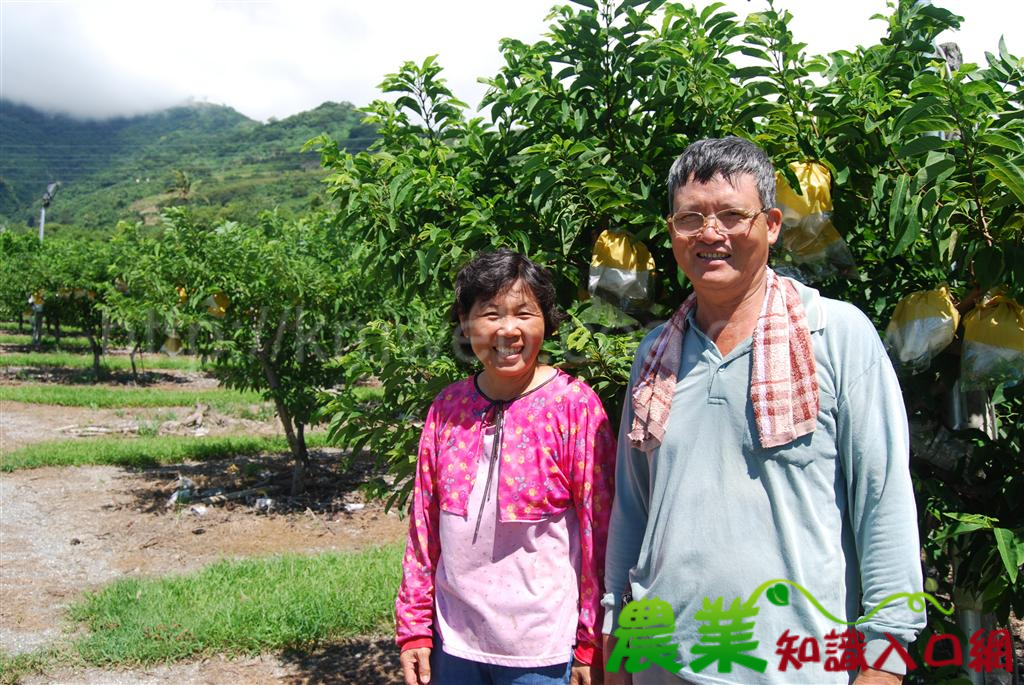 太麻里金針山腳下的釋迦園－蔡仁格