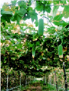 鄉間小路-種絲瓜的農人 和太陽賽跑