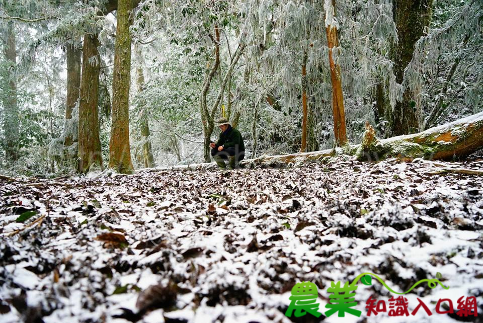 山區銀白世界，森林巡護熱力不減