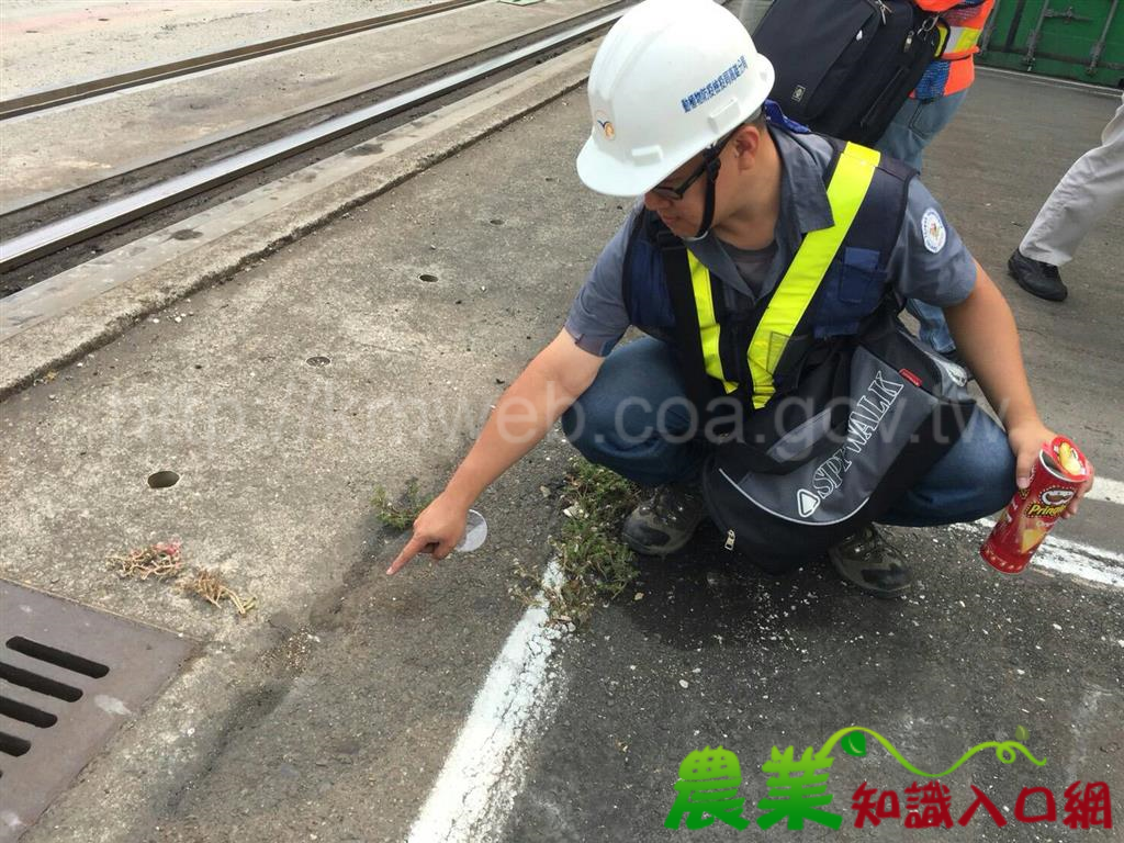 高雄港輸入貨櫃首度發現入侵紅火蟻 持續進行緊急撲滅