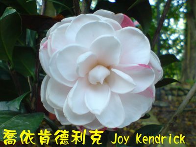 南元世界茶花特展 共賞花花世界