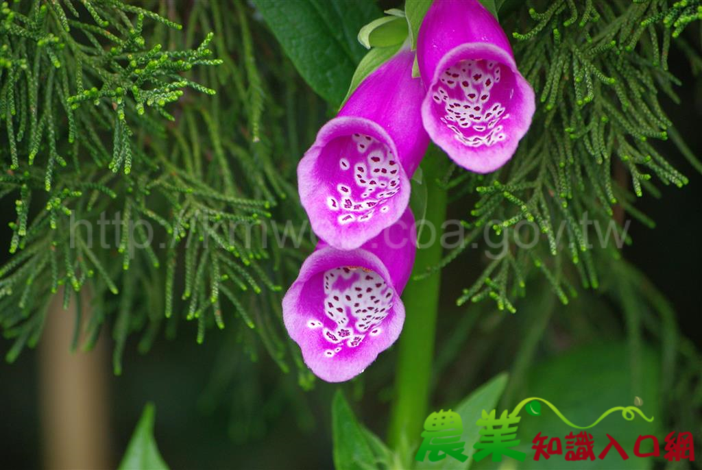 大雪山毛地黃綻放,避暑賞花正是時候