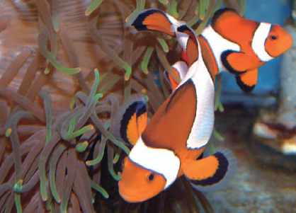 小丑魚之養殖