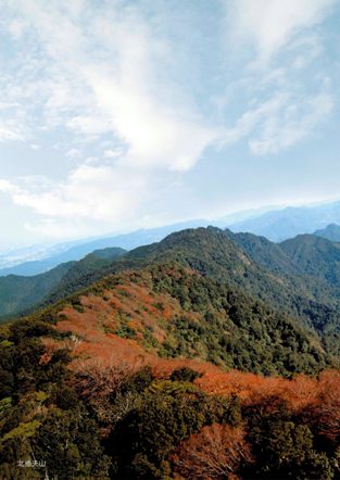 追尋珍稀植物－台灣水青岡的蹤跡