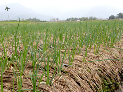 12/1三星蔥蒜研發中心揭牌成立
