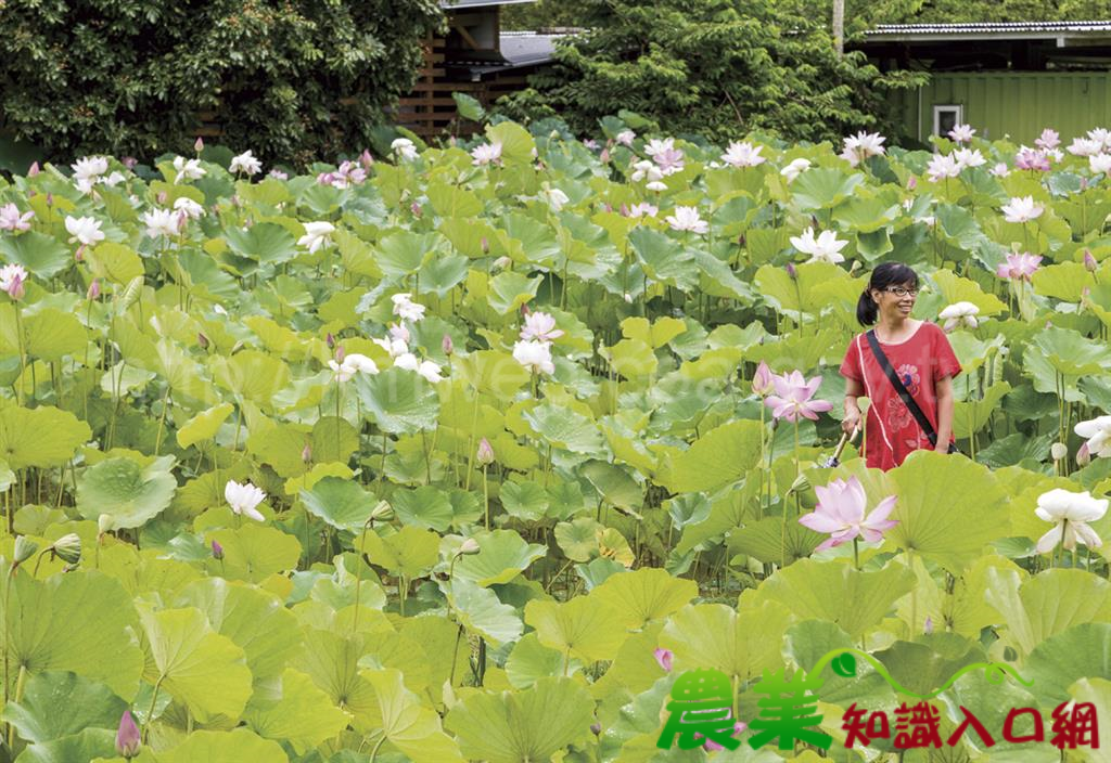 賞蛙觀螢，生態農業藝術多面向－南投縣埔里鎮˙ 桃米休閒農業區