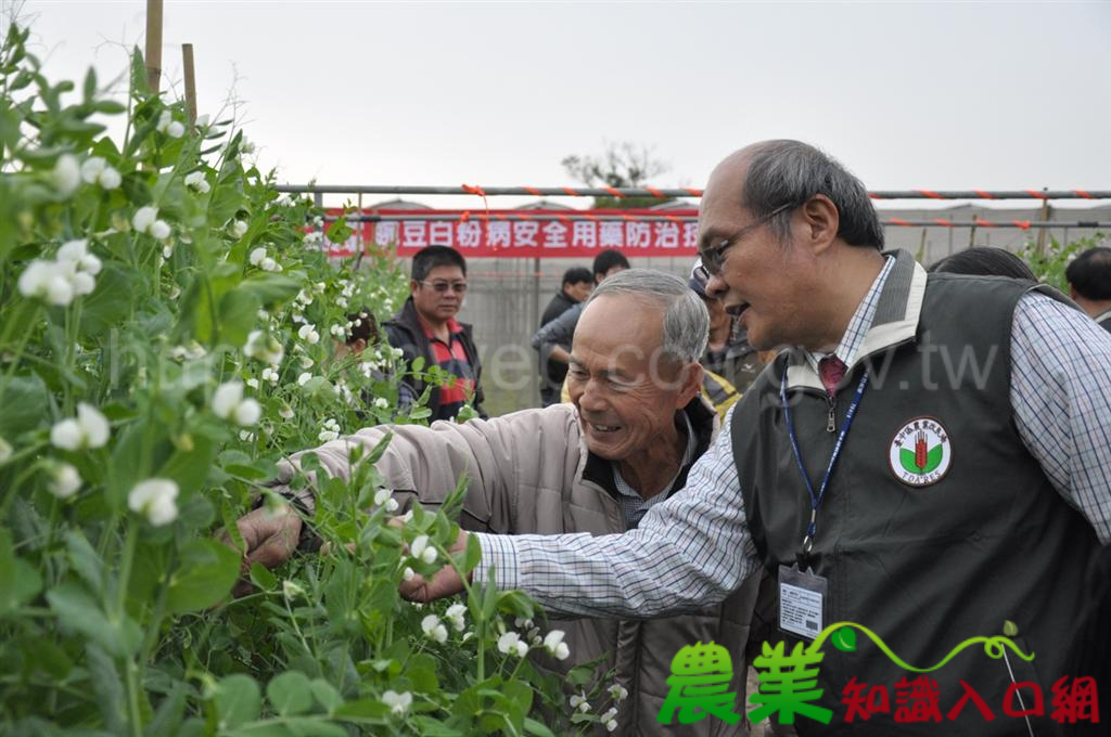 病害防治「有撇步」豌豆安全「掛保証」- 豌豆白粉病安全用藥技術